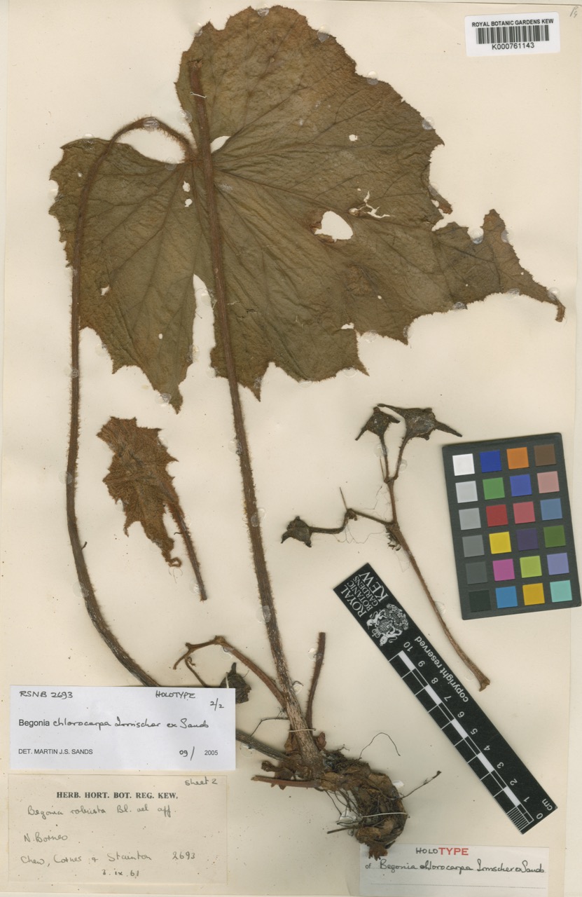 B. chlorocarpa